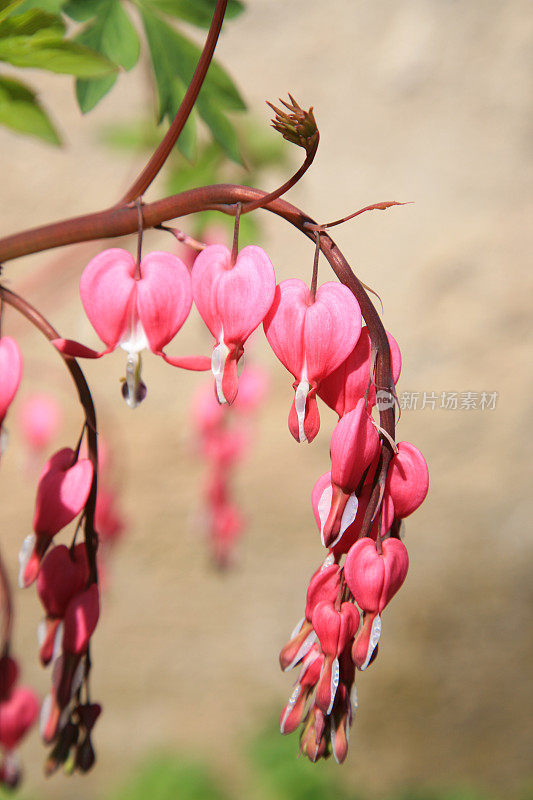 血心(Lamprocapnos spectabilis)的植物和开花